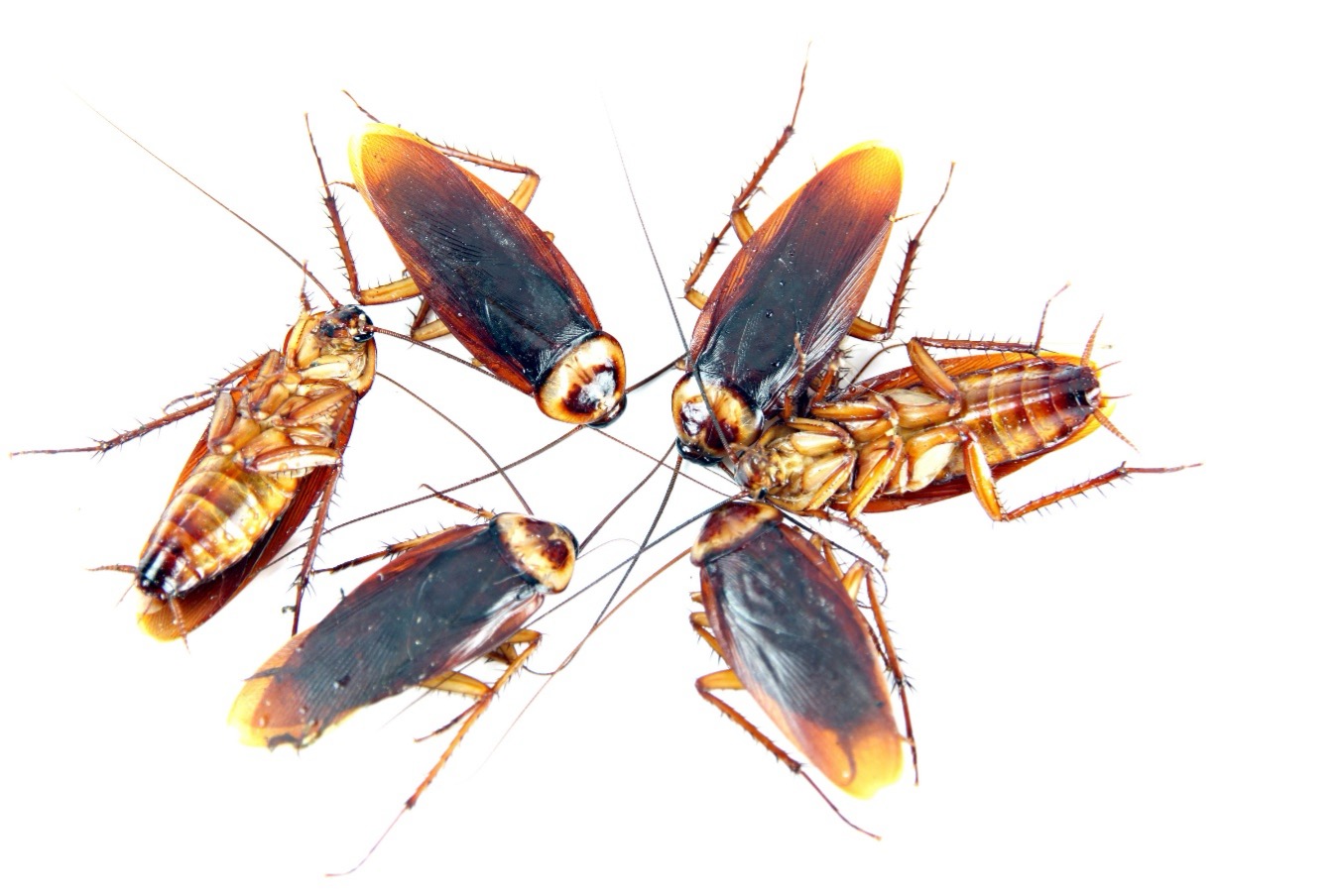 Desinsectación control de cucarachas hormigas moscas