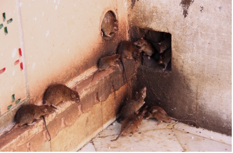 Desratización control de roedores ratas ratones